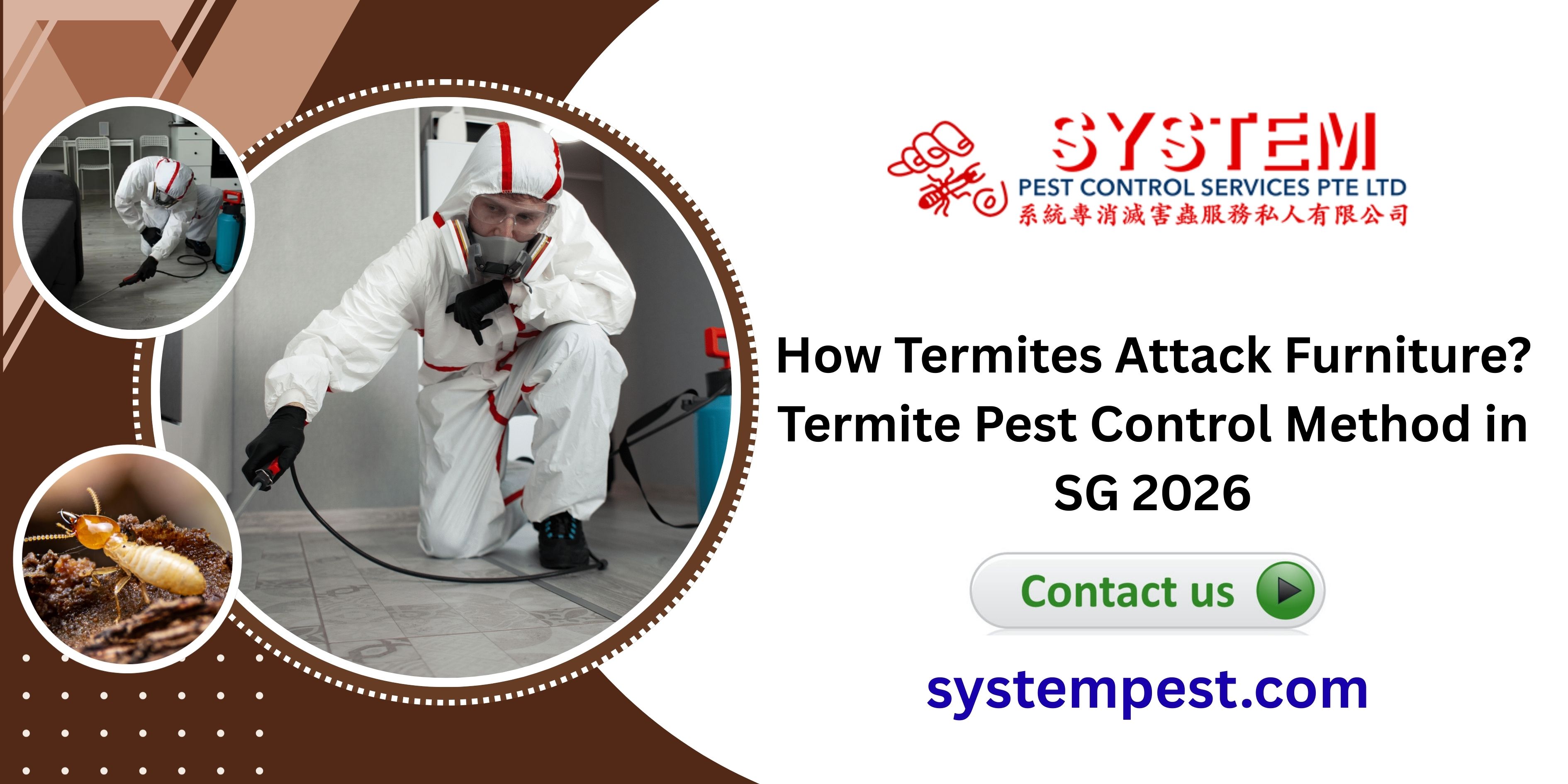How Termites Attack Furniture? Termite Pest Control Method in SG 2026